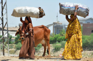 Women on the way while carrying dry dung cake bags on her head used for burning purpose.