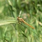 An attractive view of dragon fly extracting nectar from the flower.
