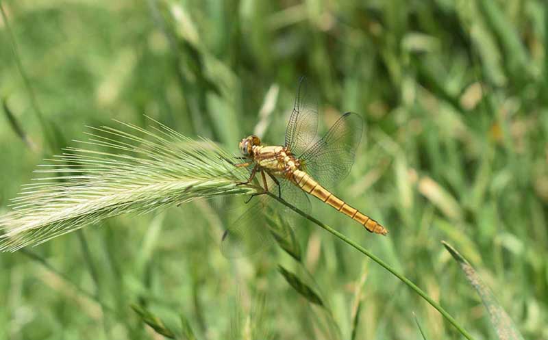 An attractive view of dragon fly extracting nectar from the flower.