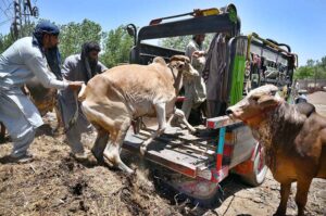 Livestock staffers disinfecting animals in the animal market at Ring Road for precautionary measures to prevent Congo virus.
