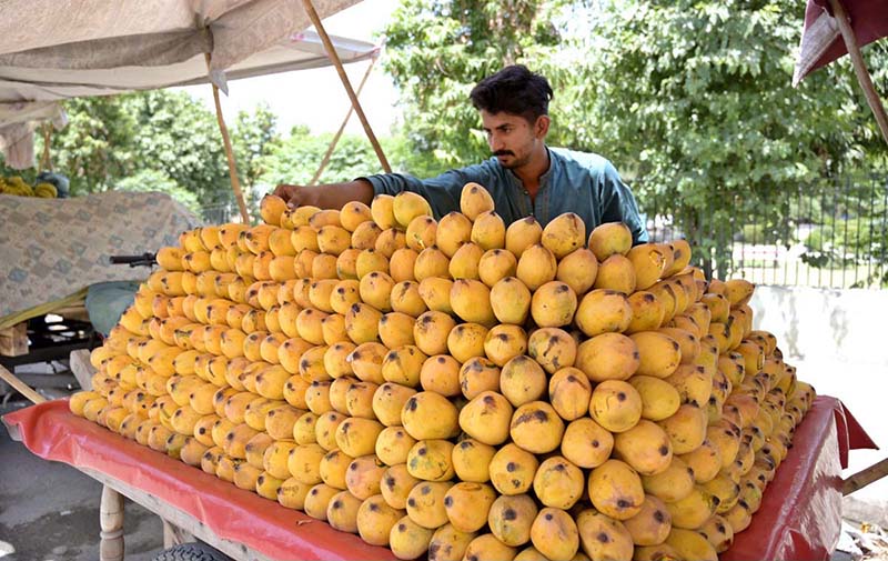 A vendor arranging and displaying mangoes on his cart to attract the customers