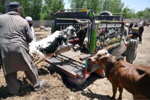 Livestock staffers disinfecting animals in the animal market at Ring Road for precautionary measures to prevent Congo virus.