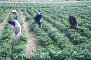 Farmers busy in routine work in their field.