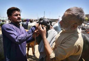 Livestock staffers disinfecting animals in the animal market at Ring Road for precautionary measures to prevent Congo virus.