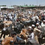 Cattle market