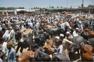 Livestock staffers disinfecting animals in the animal market at Ring Road for precautionary measures to prevent Congo virus.