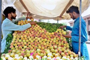 Vendors arranging and displaying seasonal fruit peach to attract the customers at roadside.