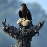 A kite bird perches on a tree, beak open to cool down in the scorching city heat