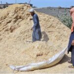 Labourers busy in packing chaff (husk from wheat) to supply to the market.