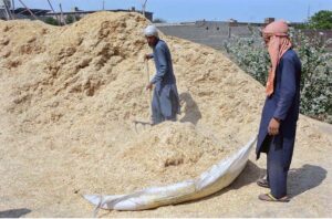 Labourers busy in packing chaff (husk from wheat) to supply to the market.