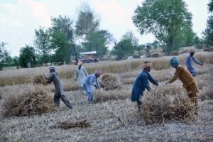 Farmers busy in cutting and gather wheat crop in their field.