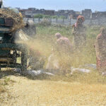 Farmers busy in threshing wheat crop in their field in outskirt of Federal Capital