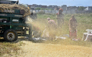 Farmers busy in threshing wheat crop in their field in outskirt of Federal Capital