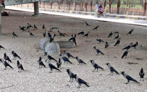 Large number of crows sitting under the shade of flyover at Thandi sarak during hot day in the city