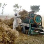 Farmers busy in threshing wheat crop in their field at Jhang Road.