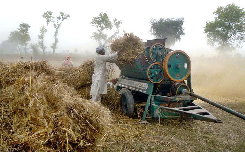Farmers busy in threshing wheat crop in their field at Jhang Road.