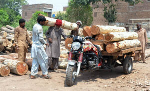 Laborers are busy loading wooden pieces on Donkey Cart in the timber market