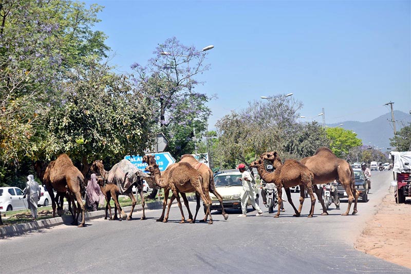 A view of camels crossing road creating hurdles in traffic flow at Chak Shehzad in Federal Capital.