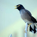 A myna sitting while open beak due to scorching hot weather in the city.