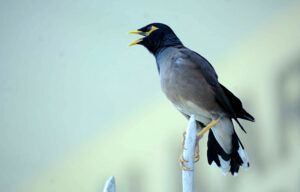 A myna sitting while open beak due to scorching hot weather in the city.