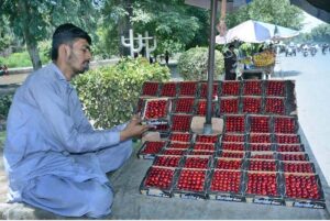 A vendor displaying seasonal fruit cherry to attract the customers at roadside setup.