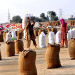 Labourers busy in loading sacks of Wheat after drying in the field.
