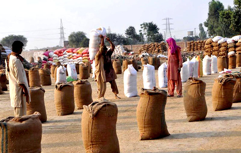 Labourers busy in loading sacks of Wheat after drying in the field.