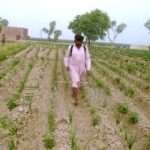 A farmer bus in spraying pesticide in a field at Faisalabad Road