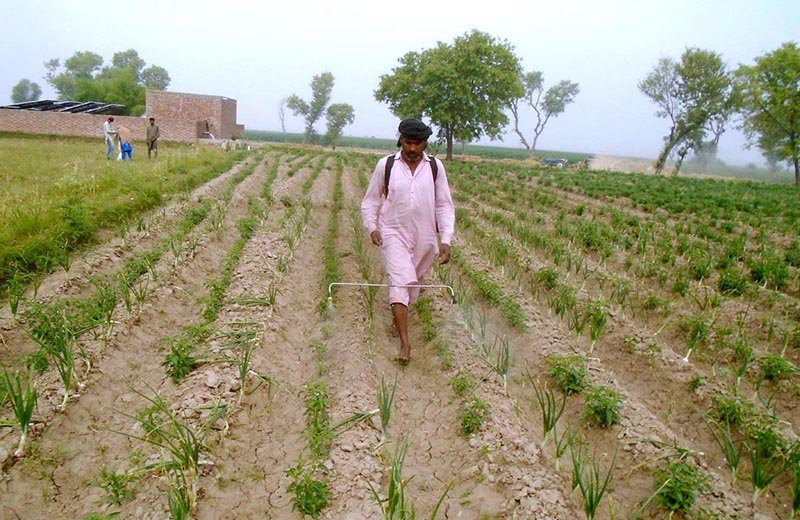 A farmer bus in spraying pesticide in a field at Faisalabad Road