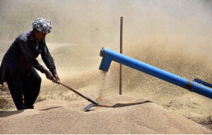 Farmer busy threshing wheat crop in their field at the outskirts of the Provincial Capital