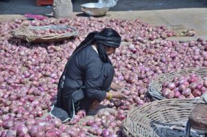 A laborer woman busy in sorting good quality onions at Vegetables Market.