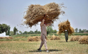 Farmer busy threshing wheat crop in their field at the outskirts of the Provincial Capital