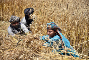Farmer busy threshing wheat crop in their field at the outskirts of the Provincial Capital