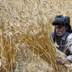 Farmer busy threshing wheat crop in their field at the outskirts of the Provincial Capital