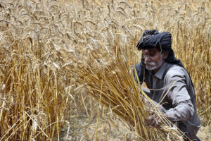 Farmer busy threshing wheat crop in their field at the outskirts of the Provincial Capital