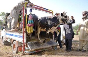 Vendors unloading sacrificial animals in Cattle Market at 85Jhal in connection with upcoming Eidul Azha.