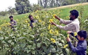 A hardworking farmer family is busy picking and tending sunflowers in their fields.