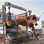 Vendors unloading sacrificial animals in Cattle Market at 85Jhal in connection with upcoming Eidul Azha.