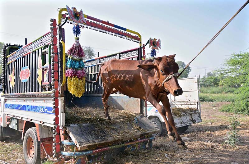 Vendors unloading sacrificial animals in Cattle Market at 85Jhal in connection with upcoming Eidul Azha.