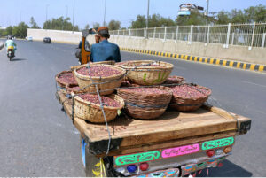 A tricycle rickshaw holder on the way loaded with baskets filled with seasonal fruit ‘falsa’ to deliver in a local market.