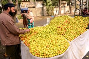 A vender selling seasonal fruit jujube at Provincial Capital City.