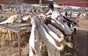 Vendors unloading sacrificial animals in Cattle Market at 85Jhal in connection with upcoming Eidul Azha.