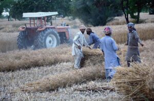 Farmers busy in cutting wheat crop in their field.