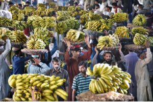 Labourers carrying baskets of bananas on their head during auctions as shopkeepers participating in bidding of fruit (Banana) at Fruit Market in the Provincial Capital