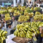 Labourers carrying baskets of bananas on their head during auctions as shopkeepers participating in bidding of fruit (Banana) at Fruit Market in the Provincial Capital