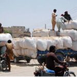 Laborers are busy loading fodder sacks on tractor trolley.