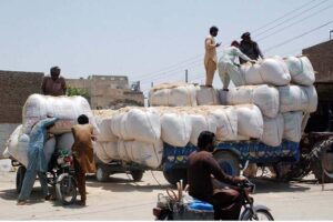 Laborers are busy loading fodder sacks on tractor trolley.