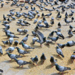 A flock of pigeons picking food thrown by the people at roadside