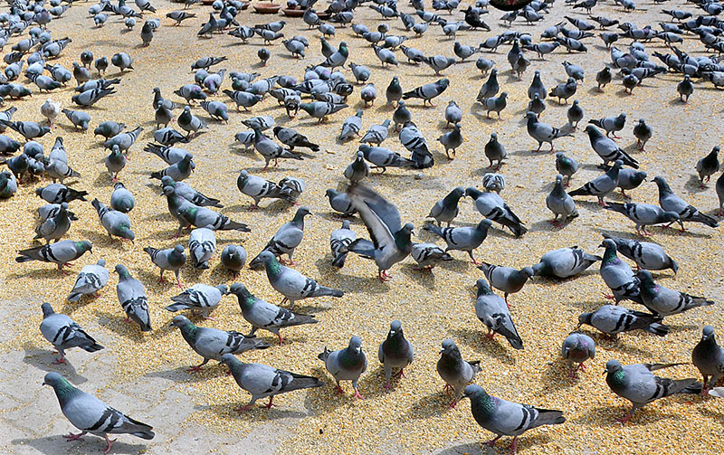 A flock of pigeons picking food thrown by the people at roadside