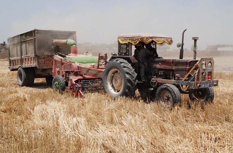 Laborers are collecting dry fodder for animals with the help of a thresher machine.